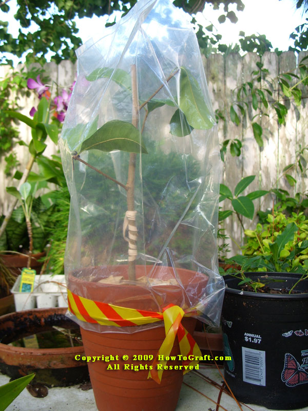 Grafted plant protected by
plastic bag